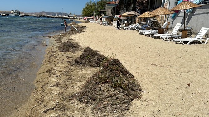 deniz-cayirlari-4.jpg