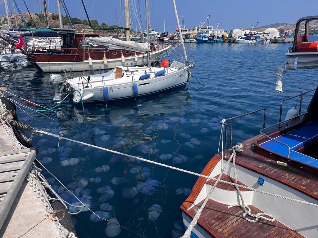 foca-kiyilarinda-deniz-anasi-yogunlugu-yasaniyor.jpg